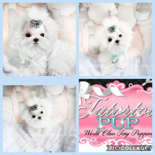 Sold! Gorgeous Teacup Maltese Male Prince Octavius!  $5800 plus delivery