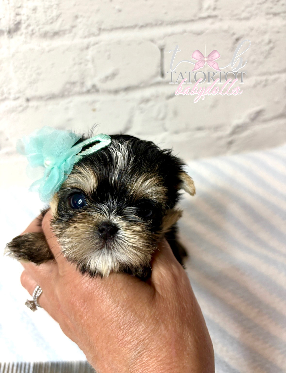 Incredible Almost Edible He's That Cute Babydoll Morkie Prince Blaze  On Black Friday Sale!