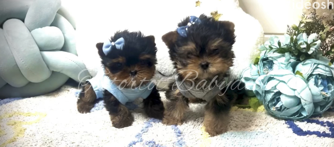 Babydoll Yorkies -  Amazing Brothers $6800 and $5500 respectively - Sold!