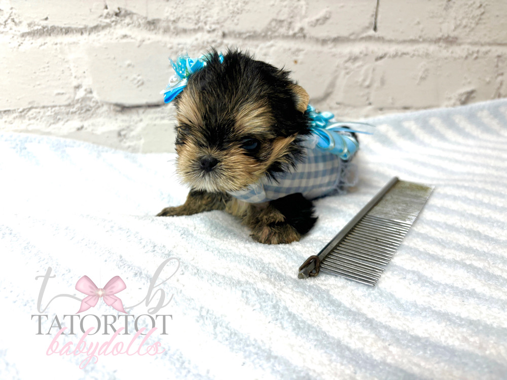 OMG One in a Million Babydoll Morkie Teacup Prince Milton $4500