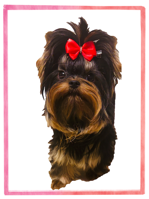 Yorkie Princess Amarena
