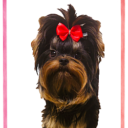 Yorkie Princess Amarena