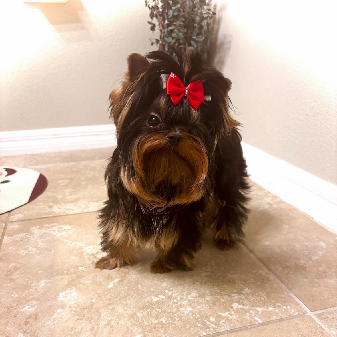 Yorkie Princess Amarena