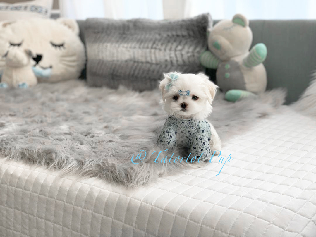 Sold!  Standard Sized Babydoll Extreme Faced - Maltese Prince Bennigan $6500 Pet Price plus delivery