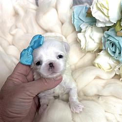 Burberry & Prosecco 2 Available Korean Maltese Babydolls! $2500 & $3500