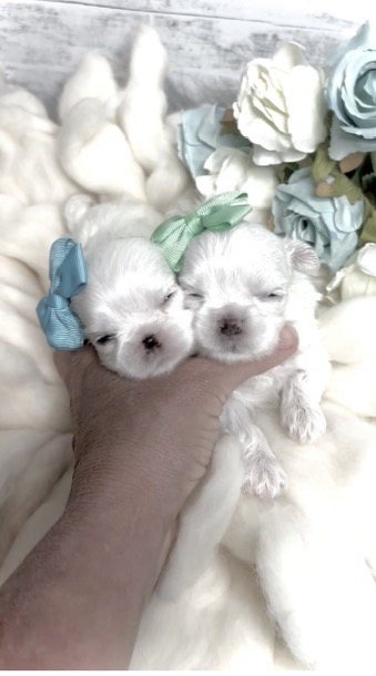 Burberry & Prosecco 2 Available Korean Maltese Babydolls! $2500 & $3500