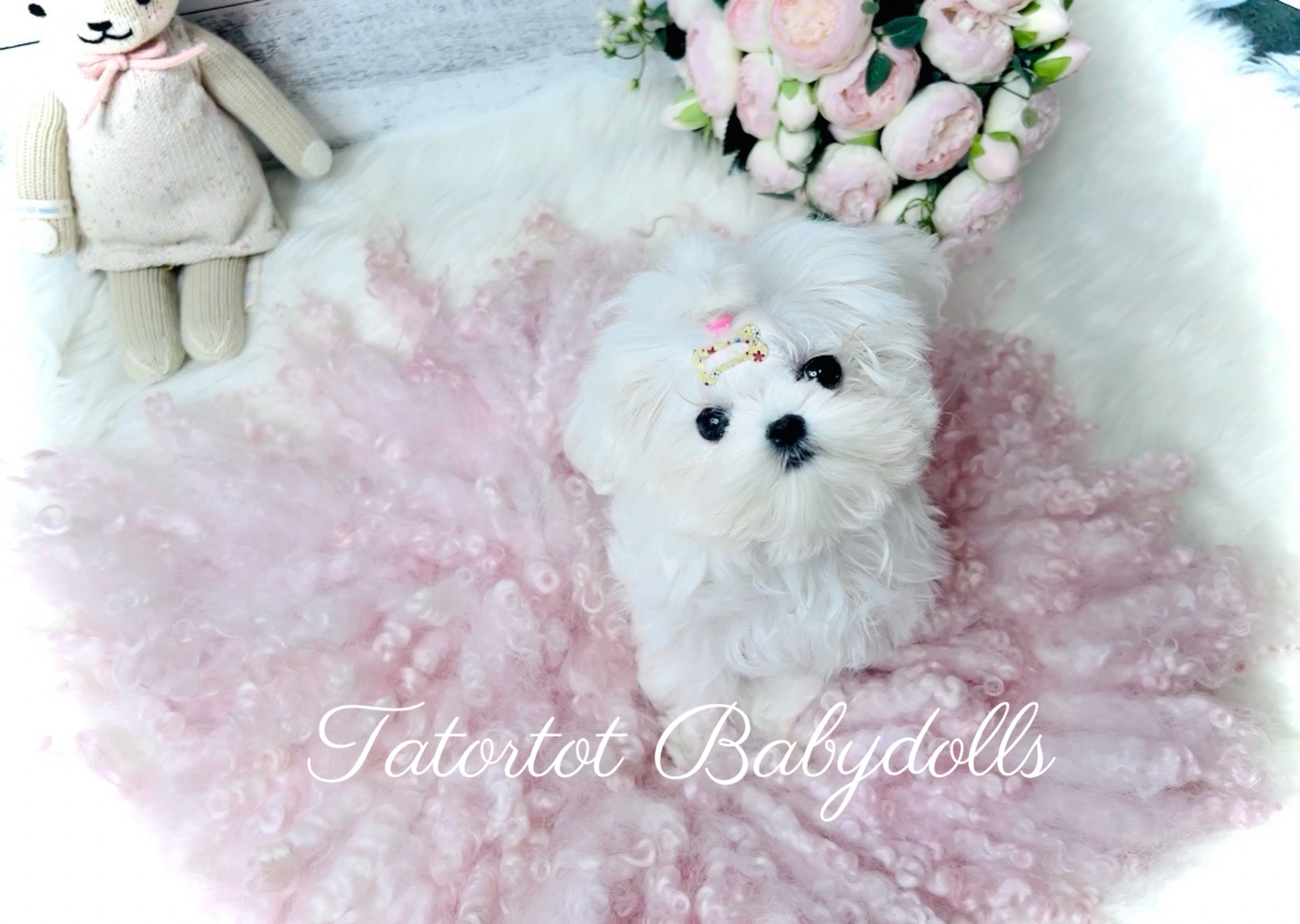 Pending - A Tiny Maltese Female Babydoll Princess - For Sale Ready to go home!