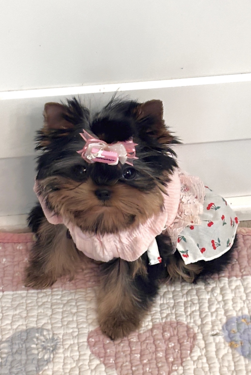 Sold!- 🐾 Teacup Tiny Babydoll Princess Yorkie Coco Royal 🐾  🎀✨ 🌸