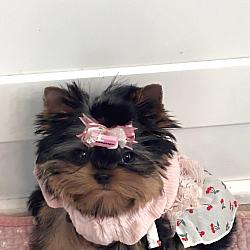 Sold!- 🐾 Teacup Tiny Babydoll Princess Yorkie Coco Royal 🐾  🎀✨ 🌸