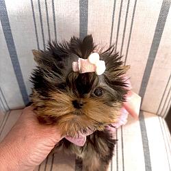 Sold!- 🐾 Teacup Tiny Babydoll Princess Yorkie Coco Royal 🐾  🎀✨ 🌸