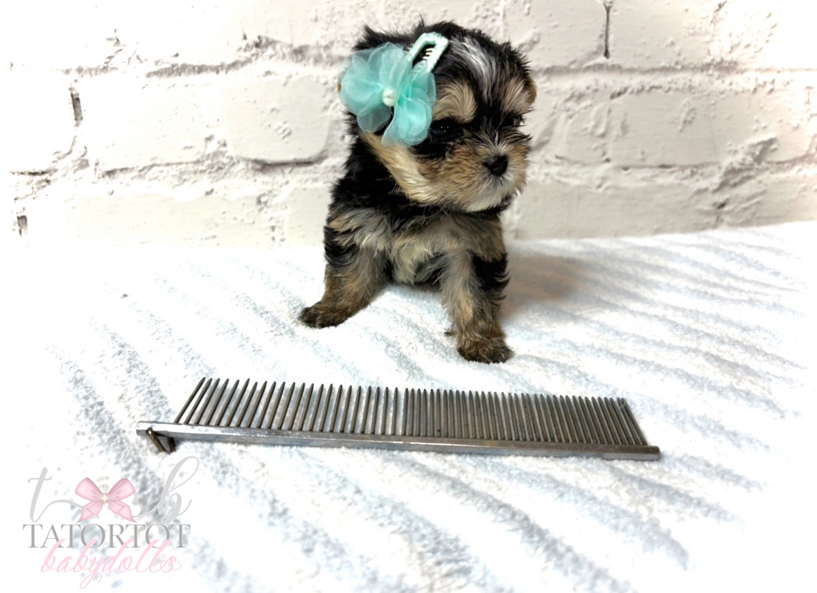 Incredible Almost Edible He's That Cute Babydoll Morkie Prince Blaze  On Black Friday Sale!