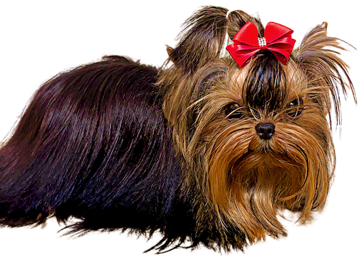 One in a Million Teacup Yorkie Gizmo