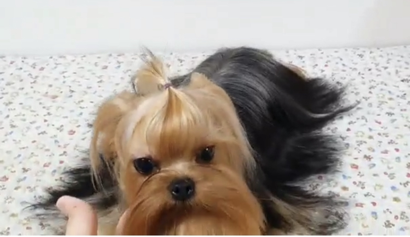 Korean Extreme Face Babydoll Yorkie Mizzy