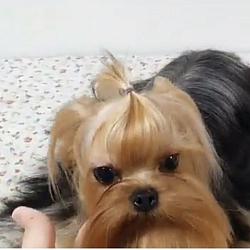 Korean Extreme Face Babydoll Yorkie Mizzy