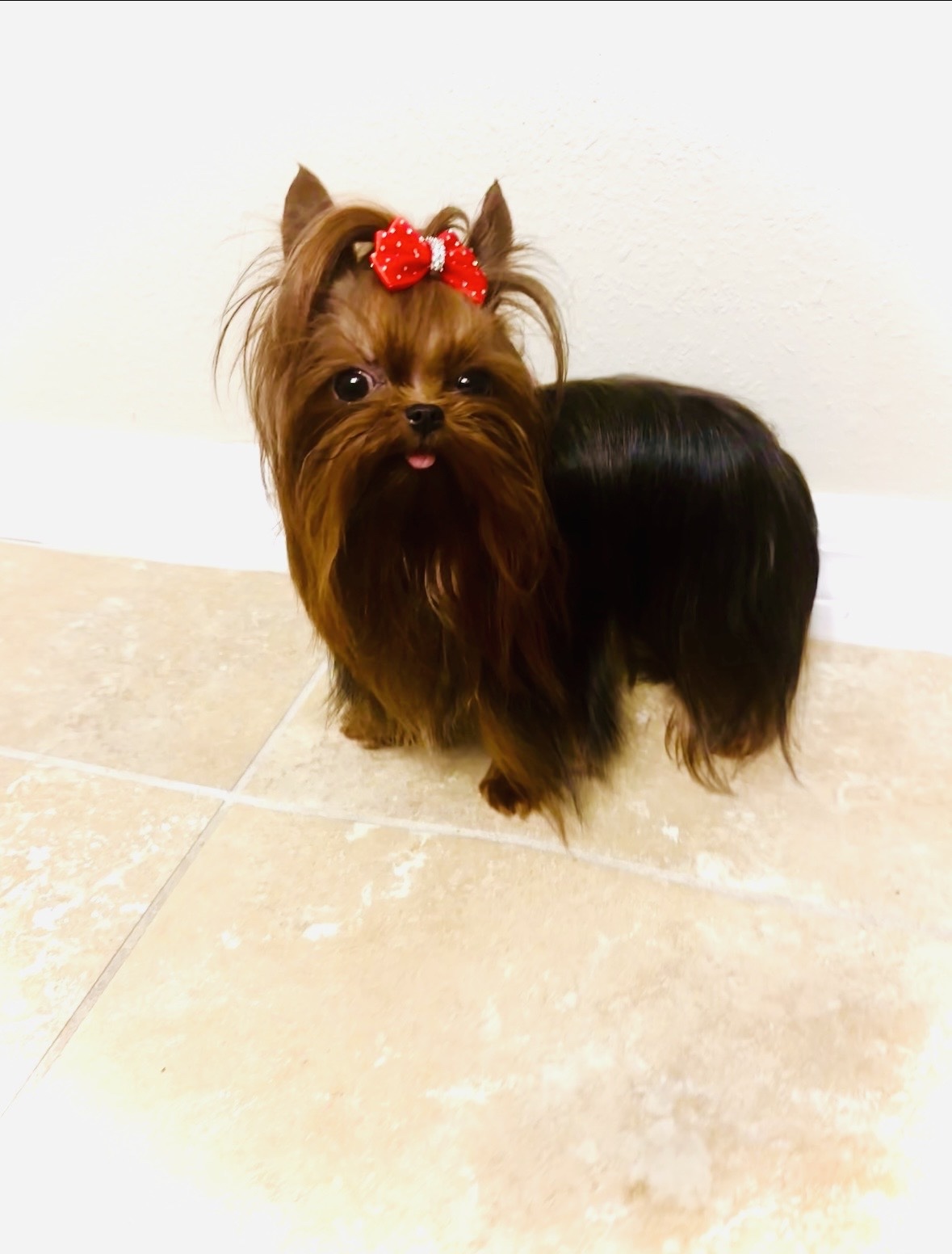 Reserved - One in a BILLION The incredible Micro Tiny Fully Grown Prince Liam! Offered to VIP $15,000