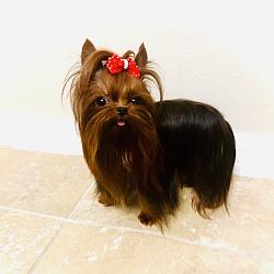 Reserved - One in a BILLION The incredible Micro Tiny Fully Grown Prince Liam! Offered to VIP $15,000