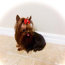 Reserved - One in a BILLION The incredible Micro Tiny Fully Grown Prince Liam! Offered to VIP $15,000