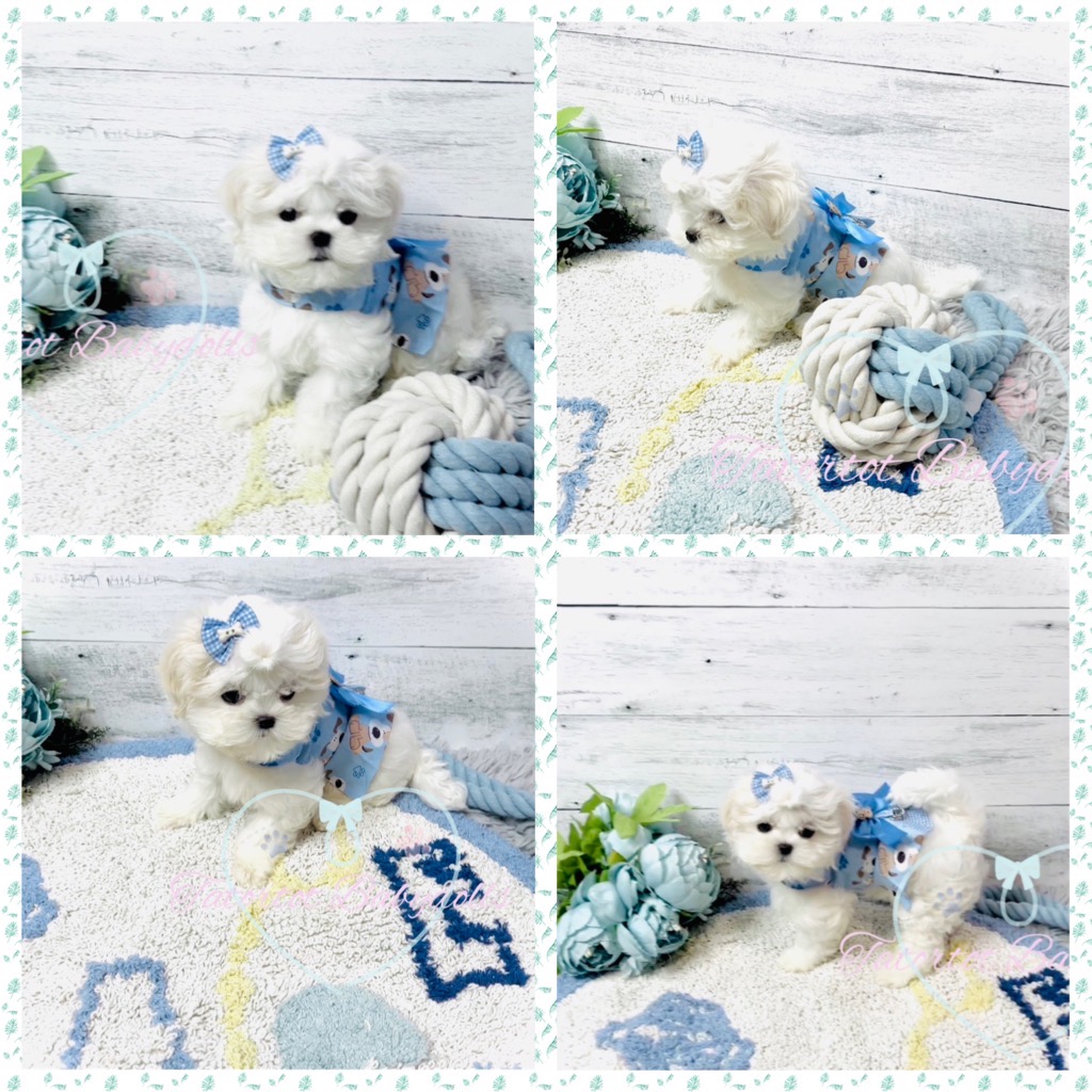 Reserved! Standard Size Extreme Babydoll Faced Maltese Boy - Bentley  PET ONLY