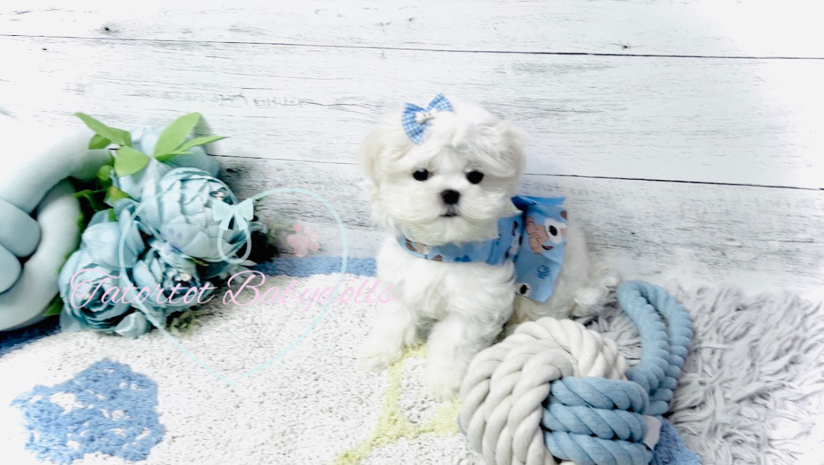 Reserved! Standard Size Extreme Babydoll Faced Maltese Boy - Bentley  PET ONLY