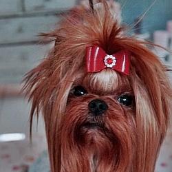 Ritchy Rich Strbrne Prani - AKA Milan