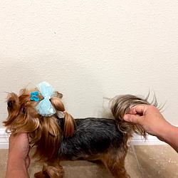 Ritchy Rich Strbrne Prani - AKA Milan