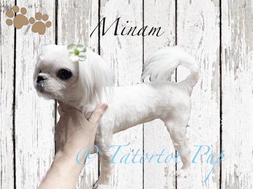 Minam - A perfect Example of a Babydoll Maltese