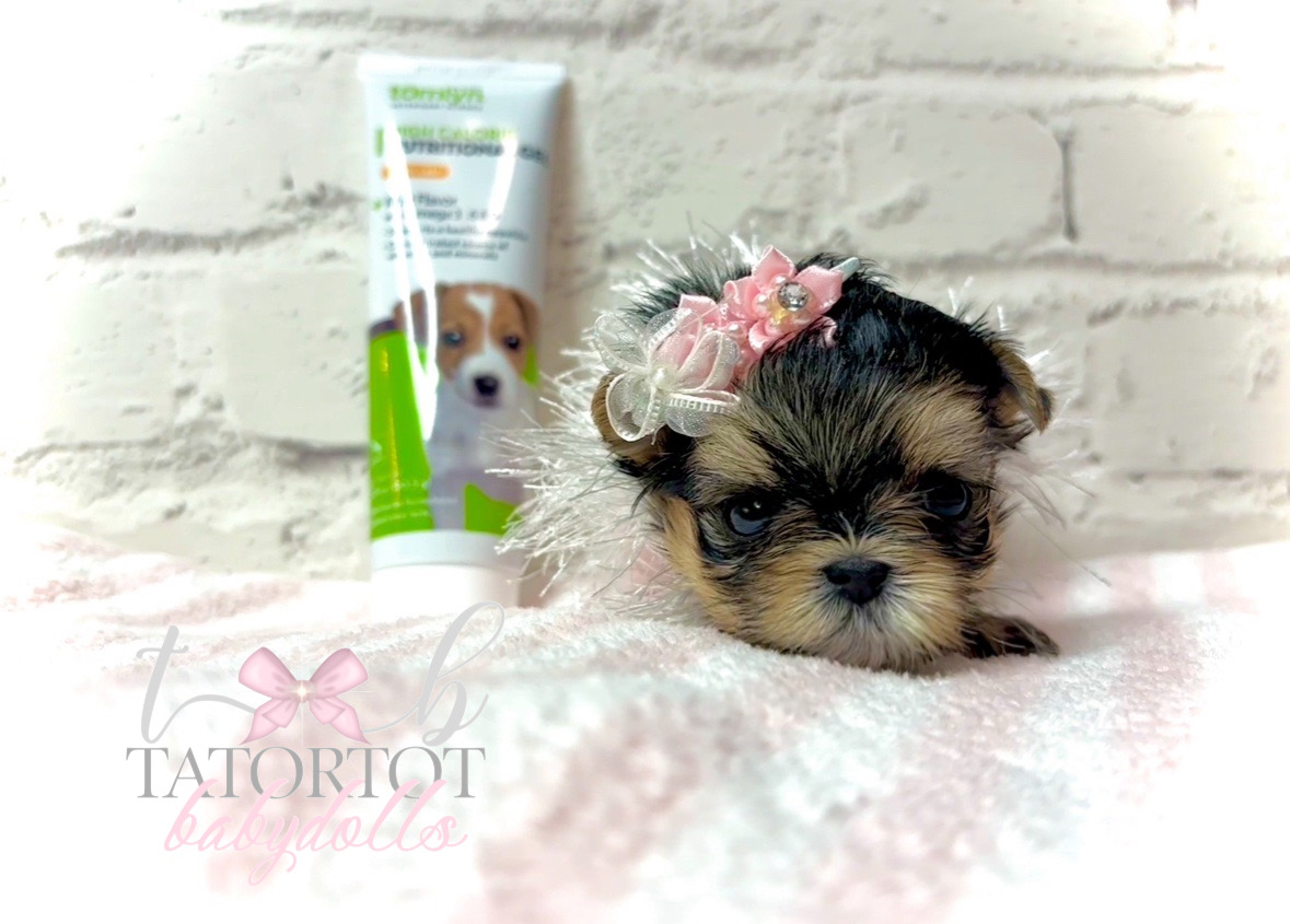 Gorgeous Tiny Morkie Teacup Princess MoMo