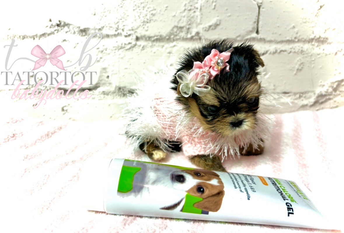 Gorgeous Tiny Morkie Teacup Princess MoMo