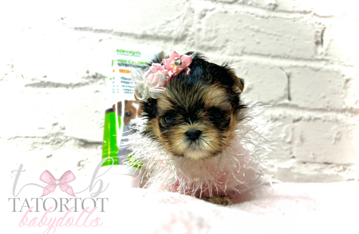 Gorgeous Tiny Morkie Teacup Princess MoMo