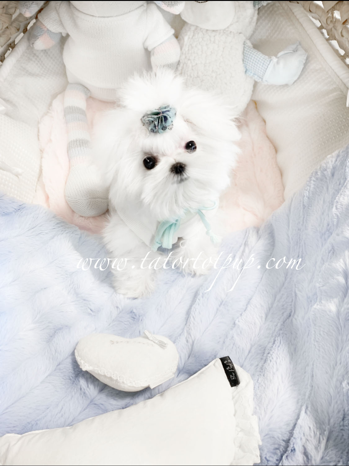 Sold! Gorgeous Teacup Maltese Male Prince Octavius!  $6500 plus delivery
