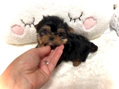 Reserved!-Teacup Babydoll Dudley, Ready February 8, 2023. $5500 plus delivery Pet only!