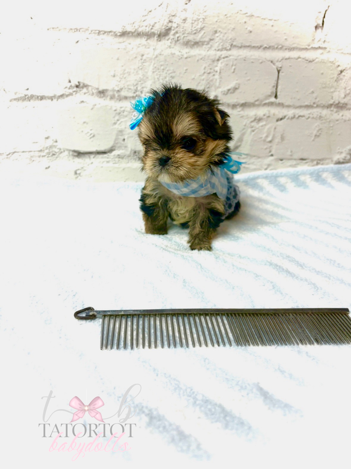 OMG One in a Million Babydoll Morkie Teacup Prince Milton $4500