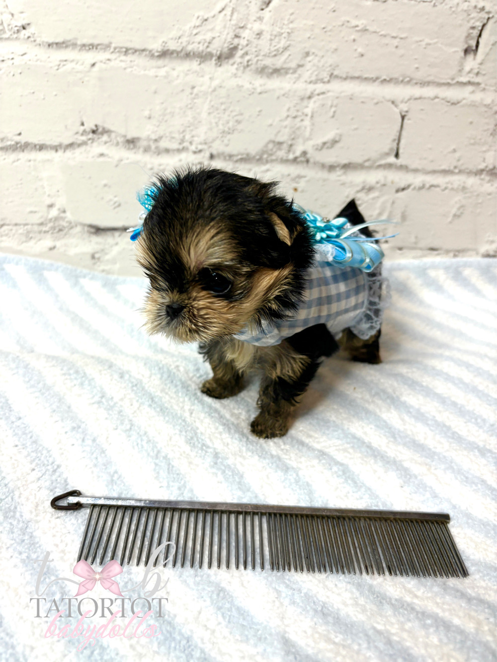 OMG One in a Million Babydoll Morkie Teacup Prince Milton $4500