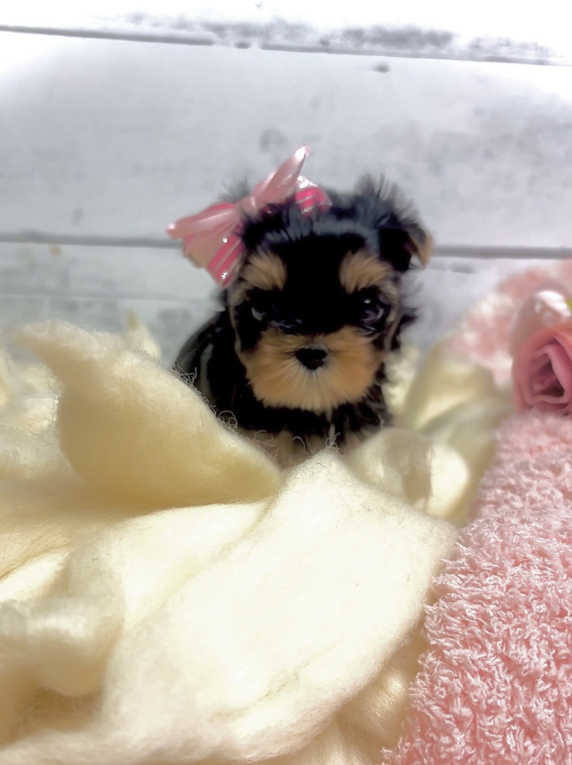 Gorgeous Babydoll Danbi - $8000 FIRM - will be offered to those on the waitlist first!