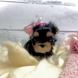 Gorgeous Babydoll Danbi - $8000 FIRM - will be offered to those on the waitlist first!