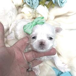 Burberry & Prosecco 2 Available Korean Maltese Babydolls! $2500 & $3500