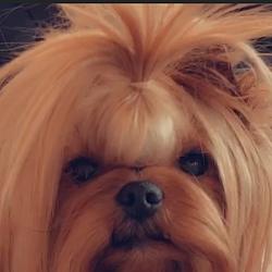 Ritchy Rich Strbrne Prani - AKA Milan