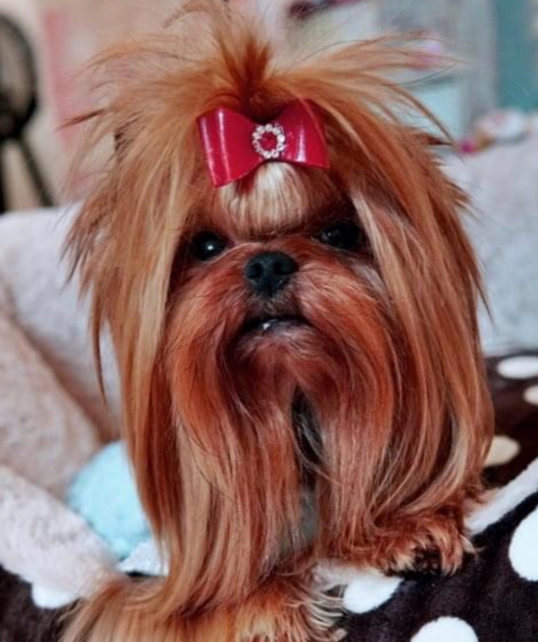 Ritchy Rich Strbrne Prani - AKA Milan