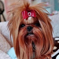 Ritchy Rich Strbrne Prani - AKA Milan