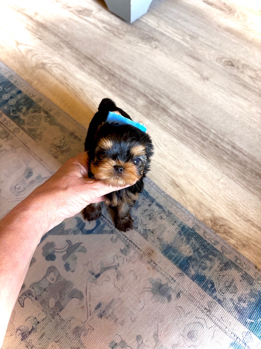 Babydoll Prince Korean bloodline Yorkie - Valentino