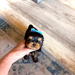 Babydoll Prince Korean bloodline Yorkie - Valentino