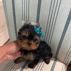 Babydoll Prince Korean bloodline Yorkie - Valentino