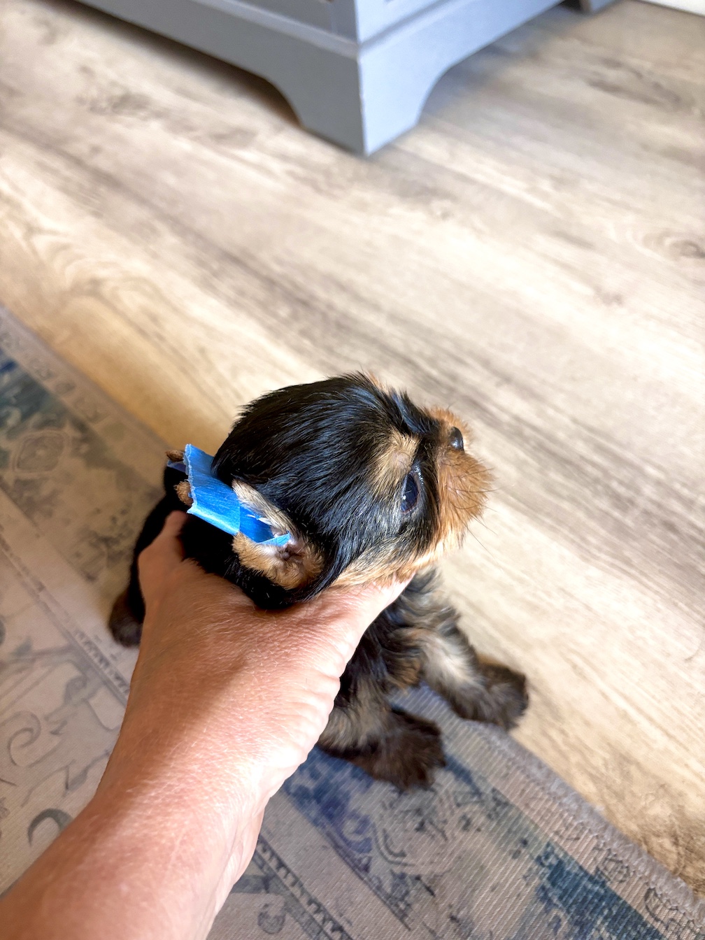 Babydoll Prince Korean bloodline Yorkie - Valentino