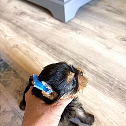 Babydoll Prince Korean bloodline Yorkie - Valentino