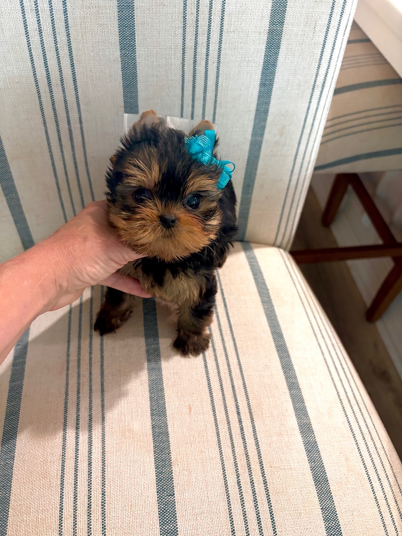 Babydoll Prince Korean bloodline Yorkie - Valentino