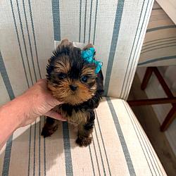 Babydoll Prince Korean bloodline Yorkie - Valentino