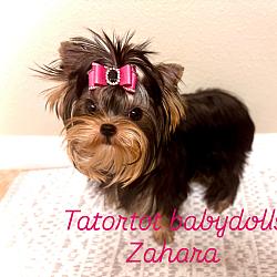 Tatortot Babydolls Princess Zahara