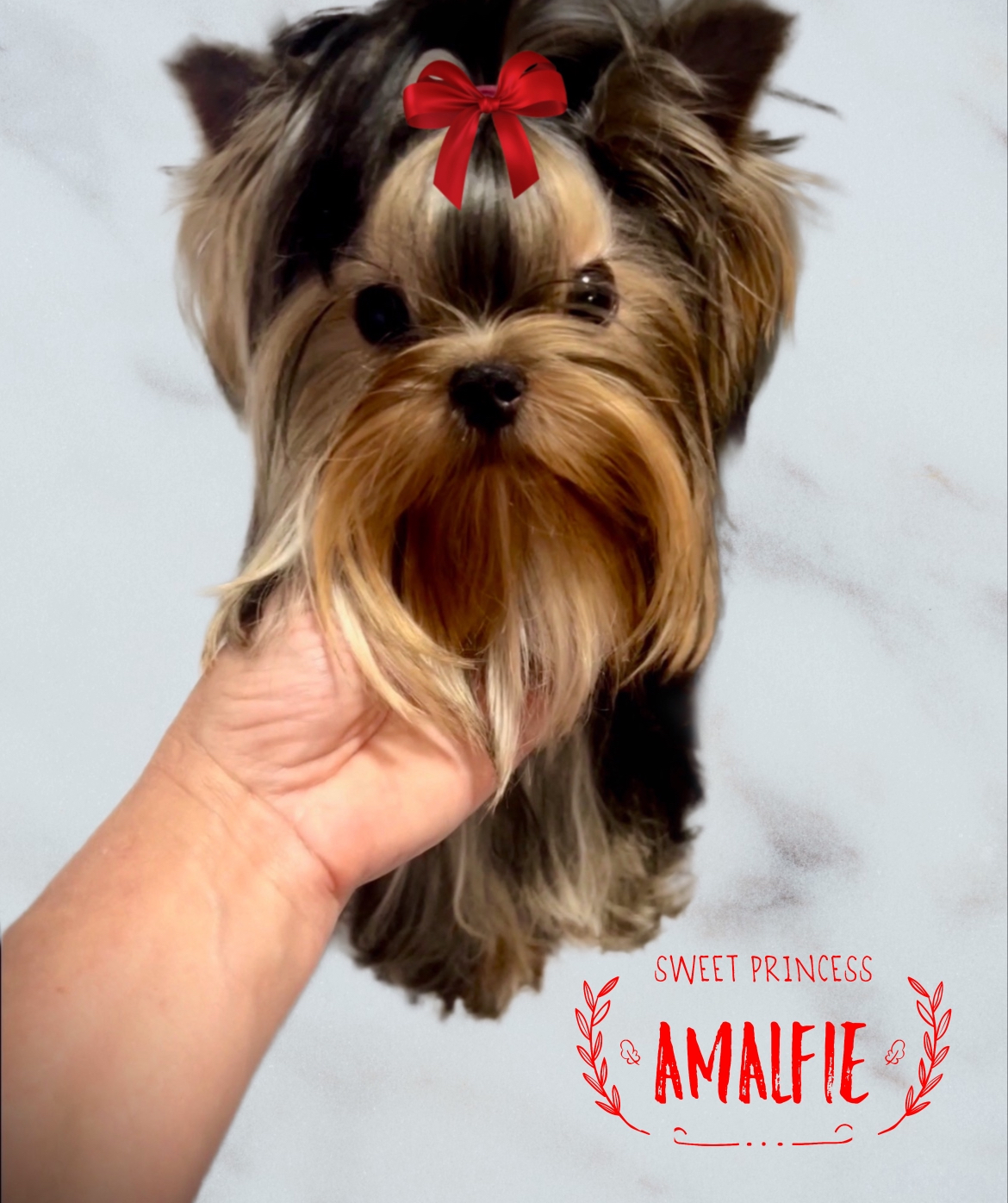 Yorkie Princess Amalfi