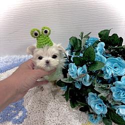 Tiny Babydoll Armani - $6500
