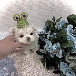 Tiny Babydoll Armani - $6500